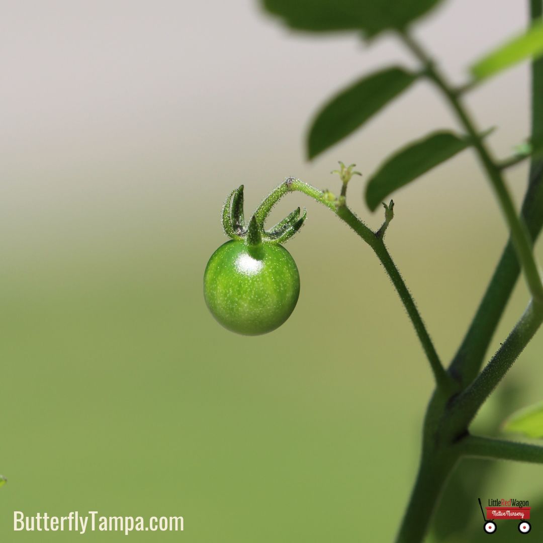 Everglades Tomato - Solanum pimpinellifolium (1 gal.) – Little Red