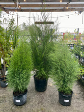 Load image into Gallery viewer, Southern redcedar- Juniperus virginiana