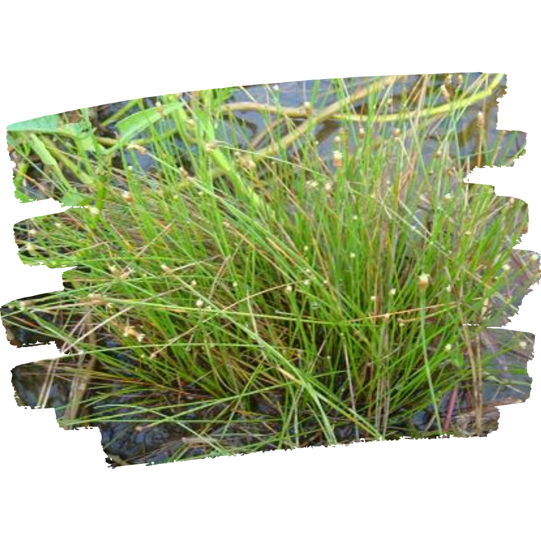 Hurricane Grass -  Fimbrystilis cimosa (1 Gal.)