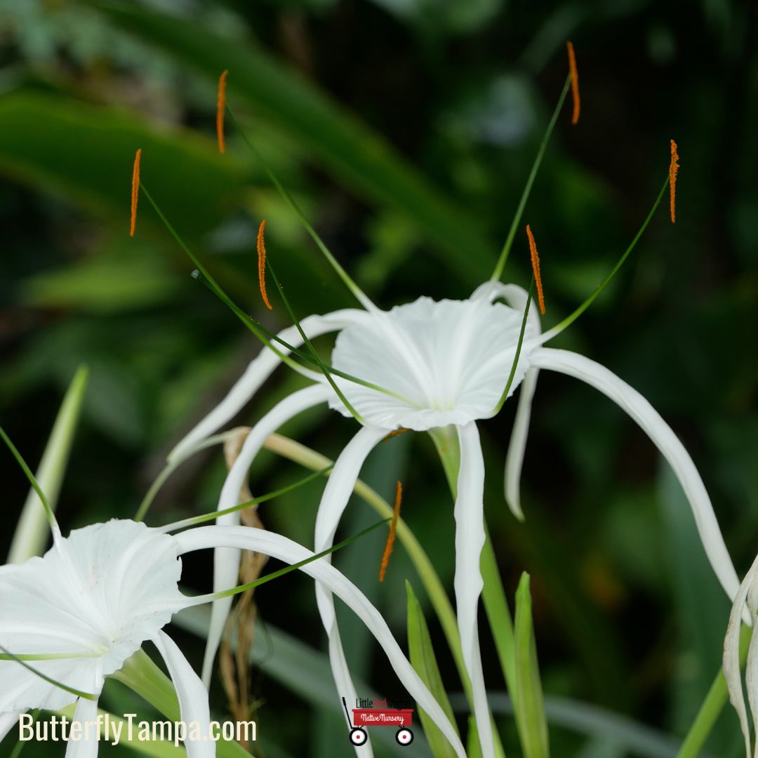 hymenocallis littoralis spider lily Spider Lily