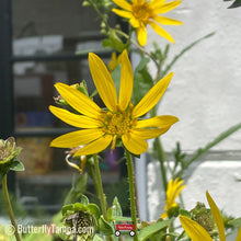 Load image into Gallery viewer, Starry Rosinweed - Silphium asteriscus (1 & 3 gal.)