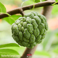 Load image into Gallery viewer, Sugar Apple - Annona squamosa L. (3 Gallon)