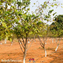 Load image into Gallery viewer, Sugar Apple - Annona squamosa L. (3 Gallon)