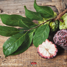Load image into Gallery viewer, Sugar Apple - Annona squamosa L. (3 Gallon)