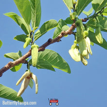 Load image into Gallery viewer, Sugar Apple - Annona squamosa L. (3 Gallon)