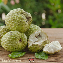 Load image into Gallery viewer, Sugar Apple - Annona squamosa L. (3 Gallon)