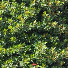 Load image into Gallery viewer, Sweetbay Magnolia - Magnolia virginiana