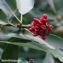 Load image into Gallery viewer, Sweetbay Magnolia - Magnolia virginiana