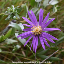 Load image into Gallery viewer, Western Silver Aster/Silky Aster - Symphyotrichum sericeum (1 Gal)