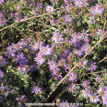 Load image into Gallery viewer, Western Silver Aster/Silky Aster - Symphyotrichum sericeum (1 Gal)