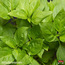 Load image into Gallery viewer, Thai Basil - Ocimum basilicum var. thyrsiflora (5-inch)