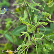 Load image into Gallery viewer, Florida Ticktrefoil -  Desmodium floridanum (1 Gallon)