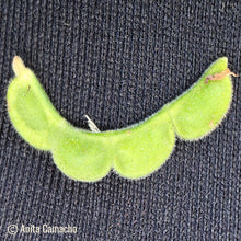 Load image into Gallery viewer, Florida Ticktrefoil -  Desmodium floridanum (1 Gallon)