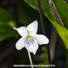 Load image into Gallery viewer, Primrose-leaved Violet - Viola primulifolia (1 gal.)