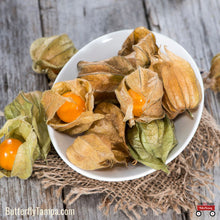 Load image into Gallery viewer, Walter's Groundcherry - Physalis walteri