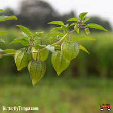 Load image into Gallery viewer, Walter's Groundcherry - Physalis walteri