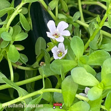 Load image into Gallery viewer, Water Hyssop - Bacopa monnieri (1 gal.)