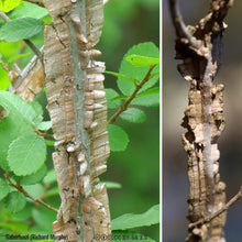 Load image into Gallery viewer, Winged Elm - Ulmus alata (3 Gal)