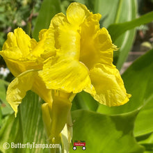 Load image into Gallery viewer, Yellow Canna - Canna flaccida (1 Gal.)
