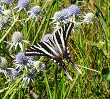 Load image into Gallery viewer, Blue Flowered Eryngo - Eryngium aquaticum (1 Gal)