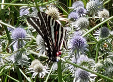 Load image into Gallery viewer, Blue Flowered Eryngo - Eryngium aquaticum (1 Gal)