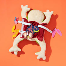 Load image into Gallery viewer, Froggie Dissection Lab, Anatomy Learning Toy for Kids