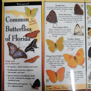 Common Butterflies of Florida Guide