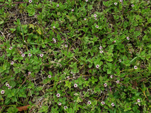 Load image into Gallery viewer, Frogfruit - Phyla nodiflora