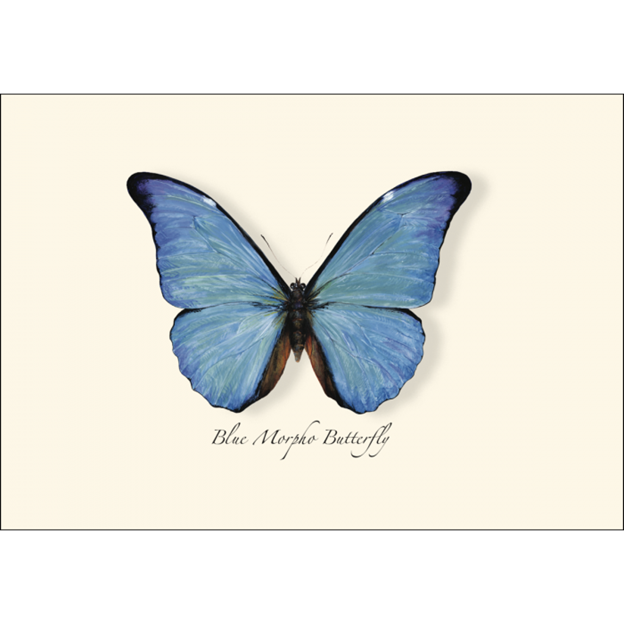 Blue Morpho Butterfly Note Cards – Little Red Wagon Native Nursery