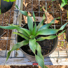 Load image into Gallery viewer, Adam's Needle - Yucca filamentosa