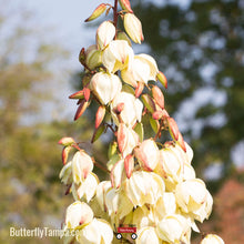 Load image into Gallery viewer, Adam's Needle - Yucca filamentosa