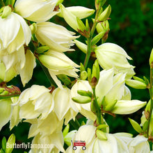 Load image into Gallery viewer, Adam's Needle - Yucca filamentosa