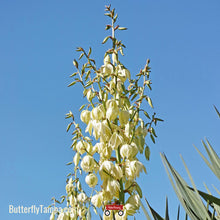 Load image into Gallery viewer, Adam's Needle - Yucca filamentosa