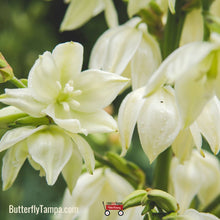 Load image into Gallery viewer, Adam's Needle - Yucca filamentosa