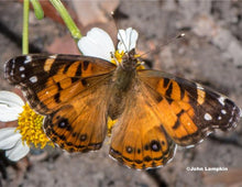 Load image into Gallery viewer, Cudweed - Gamochaeta purpurea (1 Gal.)