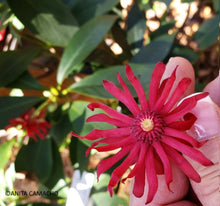 Load image into Gallery viewer, Red Anise - Illicium floridanum (3 gal.)