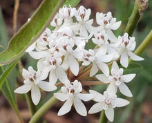 Load image into Gallery viewer, Aquatic Milkweed - Asclepias perennis (4" & 1 gal.)