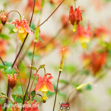 Load image into Gallery viewer, Wild Columbine (Aquilegia canadensis) - 1Gal