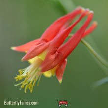 Load image into Gallery viewer, Wild Columbine (Aquilegia canadensis) - 1Gal