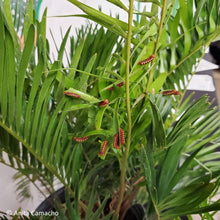 Load image into Gallery viewer, Coontie - Zamia integrifolia