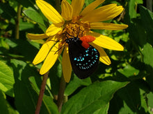 Load image into Gallery viewer, Starry Rosinweed - Silphium asteriscus (1 & 3 gal.)