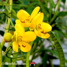 Load image into Gallery viewer, Bahama Cassia - Senna mexicana var. chapmanii