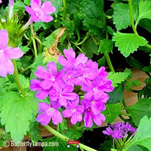 Load image into Gallery viewer, Beach Verbena - Glandularia maritima (1 gal.)