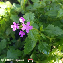 Load image into Gallery viewer, Beach Verbena - Glandularia maritima (1 gal.)