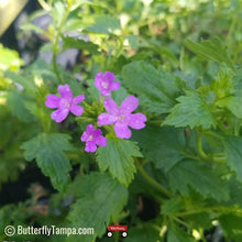 Load image into Gallery viewer, Beach Verbena - Glandularia maritima (1 gal.)