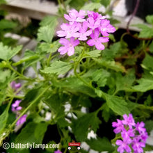 Load image into Gallery viewer, Beach Verbena - Glandularia maritima (1 gal.)
