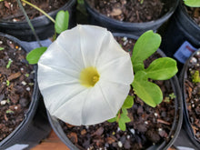 Load image into Gallery viewer, Beach Morning Glory - Ipomoea imperati  (1 gal)