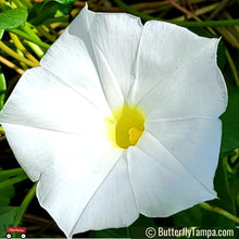 Load image into Gallery viewer, Beach Morning Glory - Ipomoea imperati  (1 gal)