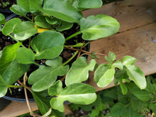 Load image into Gallery viewer, Beach Morning Glory - Ipomoea imperati  (1 gal)