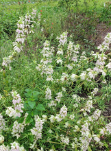 Load image into Gallery viewer, Spotted Bee Balm/Spotted Horsemint - Monarda punctata (4in and 1 gal.)